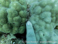 Porites solida (left, P. lobata on right)