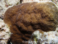 Porites asteroides (Bonaire)
