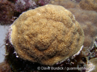 Porites asteroides (Bonaire)