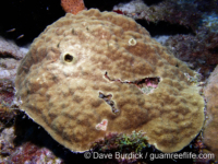 Porites asteroides (Bonaire)