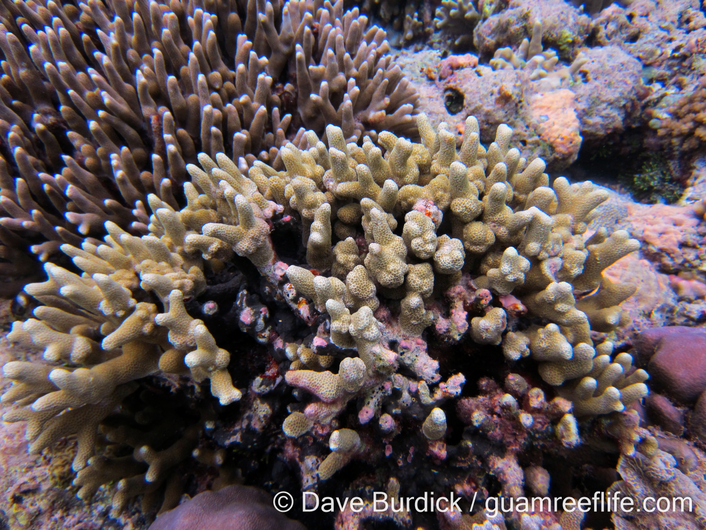 Porites attenuata (Palau)