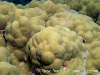 Porites australiensis