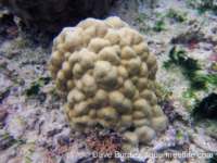 Porites australiensis
