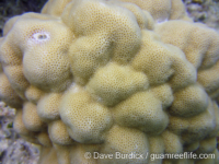 Porites australiensis