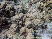 Porites australiensis