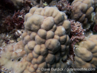 Porites australiensis