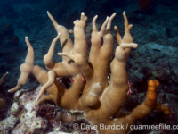 Porites cf. cylindrica (Palau)
