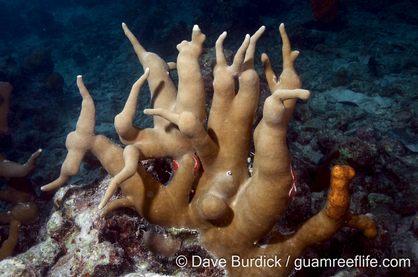 Porites cf. cylindrica (Palau)