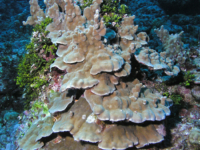 Porites cf. deformis