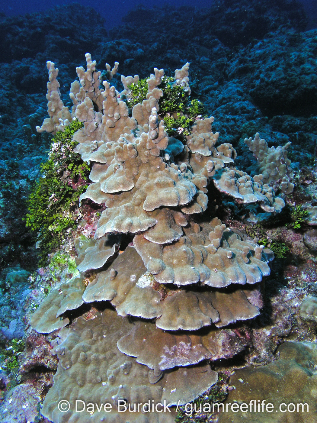Porites cf. deformis