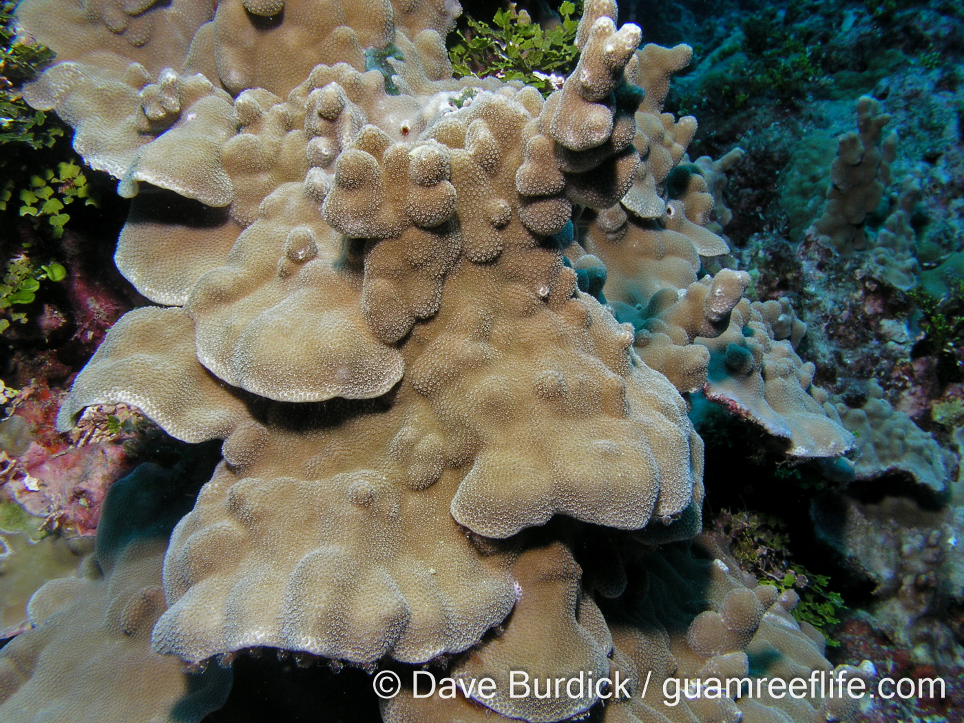Porites cf. deformis