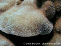 Porites cf. deformis