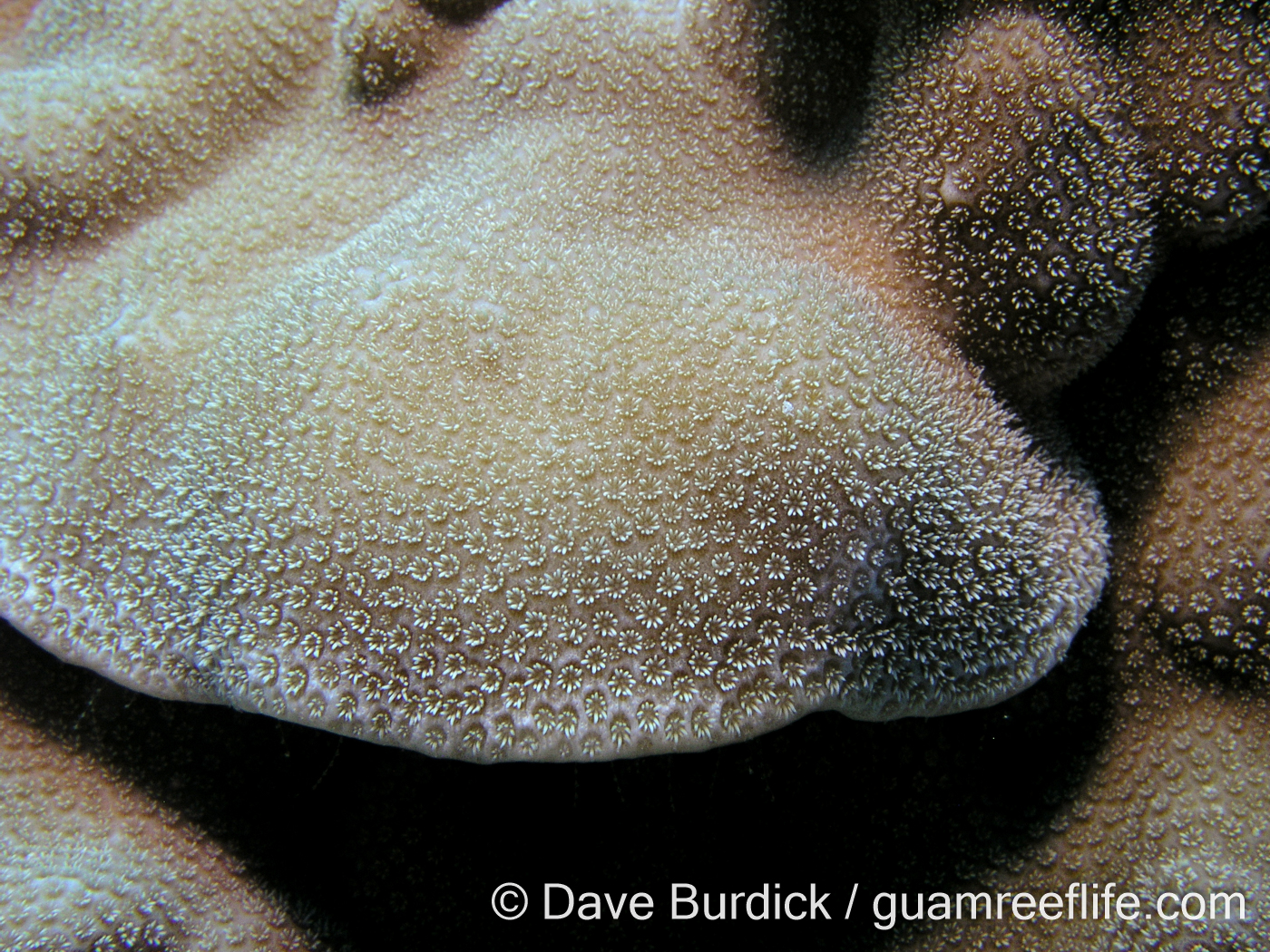 Porites cf. deformis