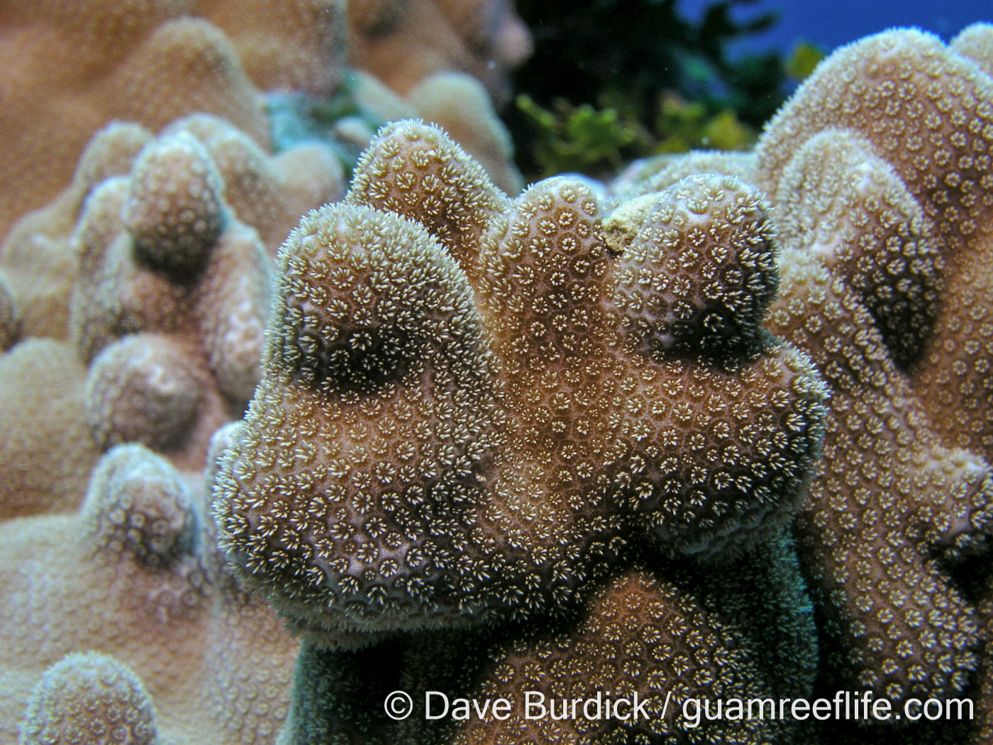 Porites cf. deformis