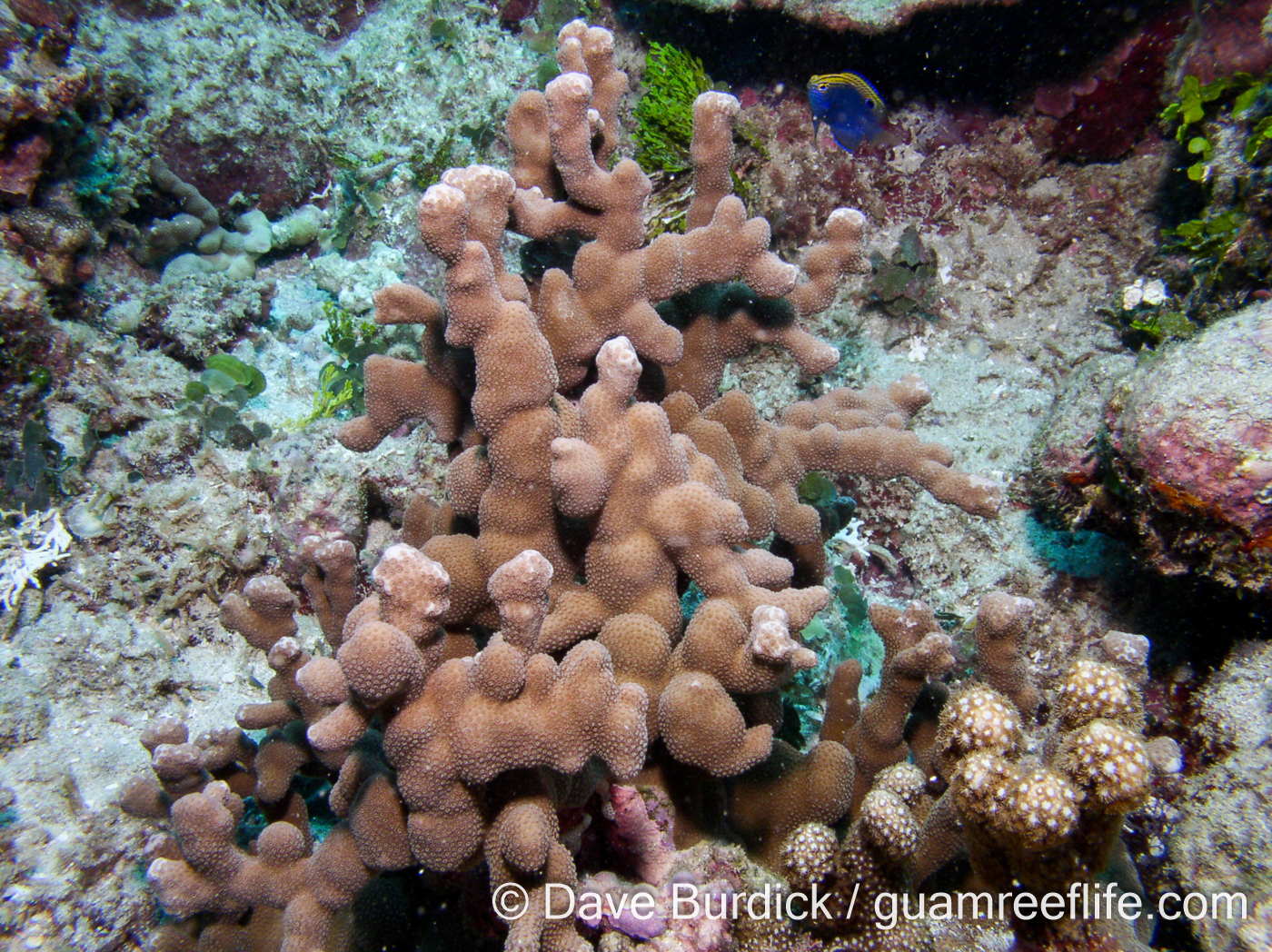 Porites cf. deformis