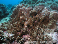 Porites cf. deformis