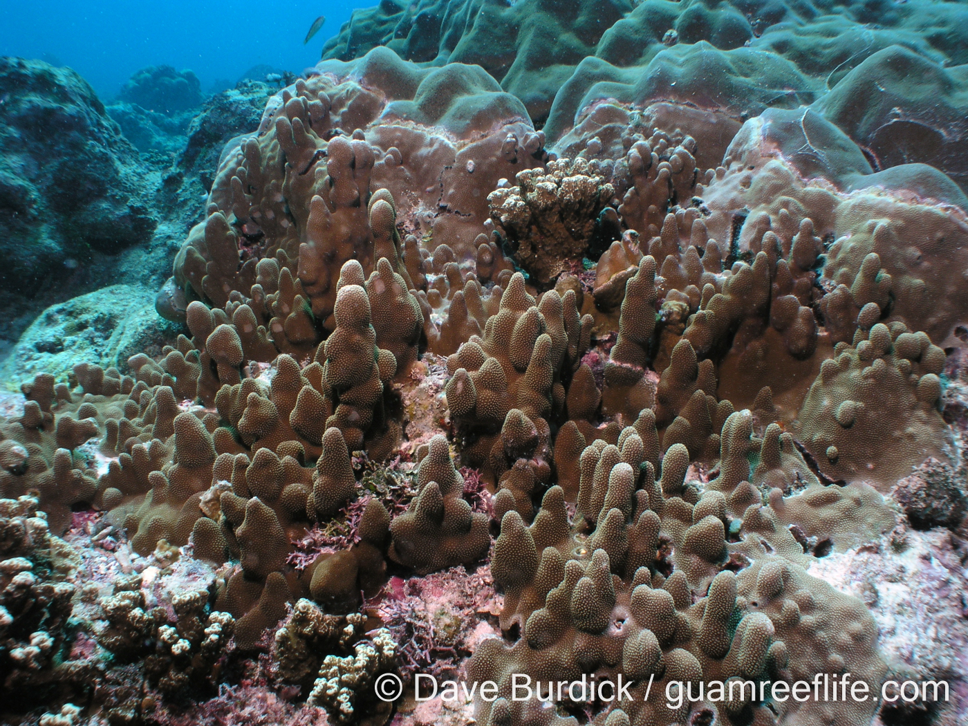 Porites cf. deformis