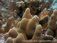Porites cf. deformis