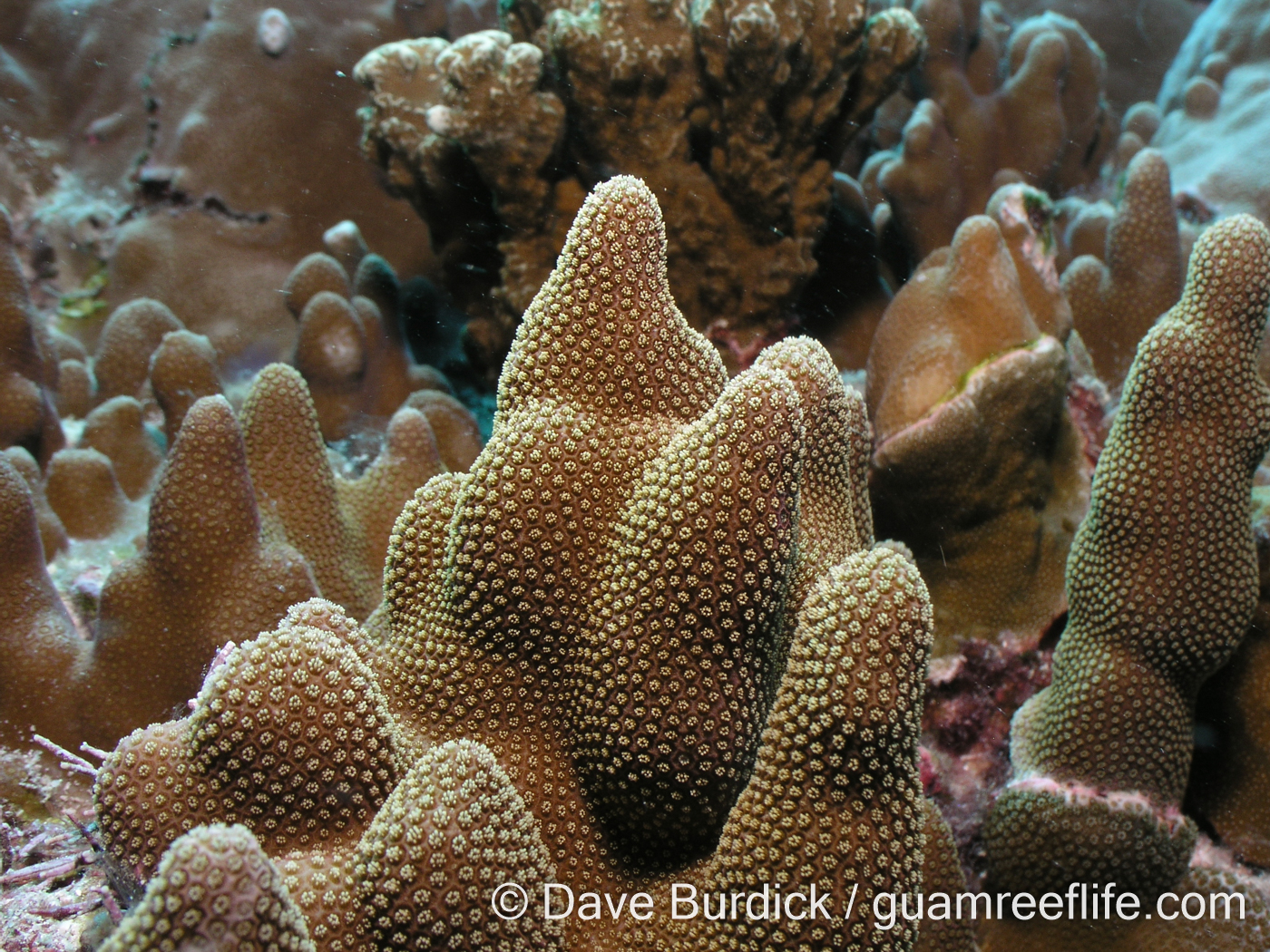 Porites cf. deformis