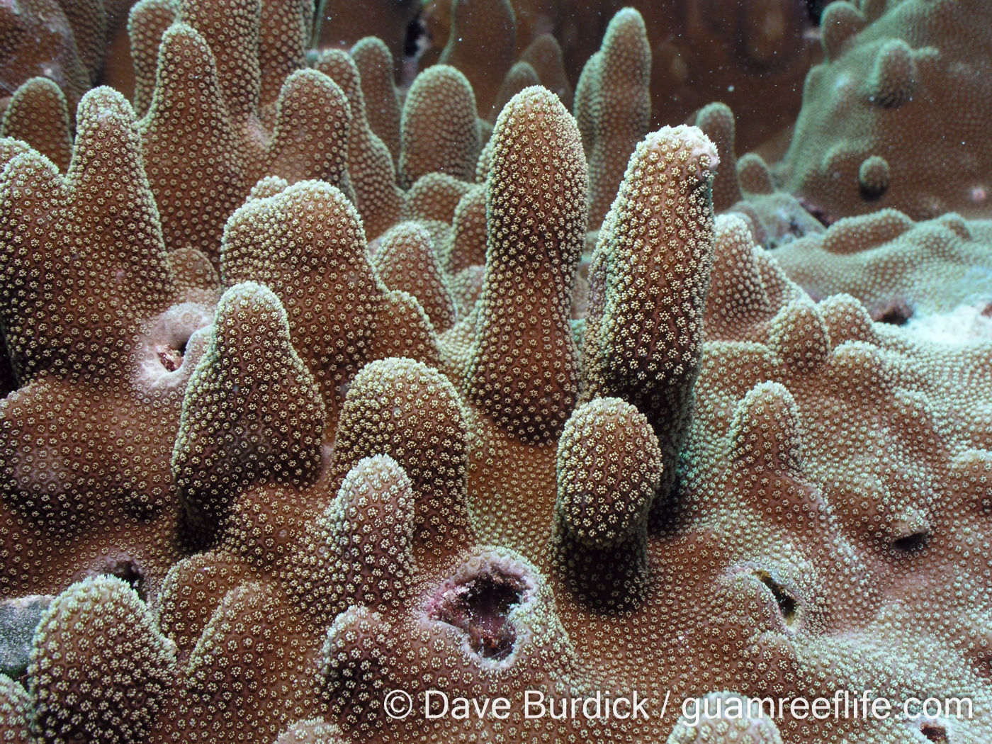Porites cf. deformis