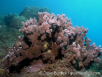 Porites cf. deformis