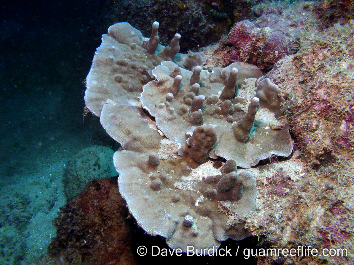 Porites cf. deformis