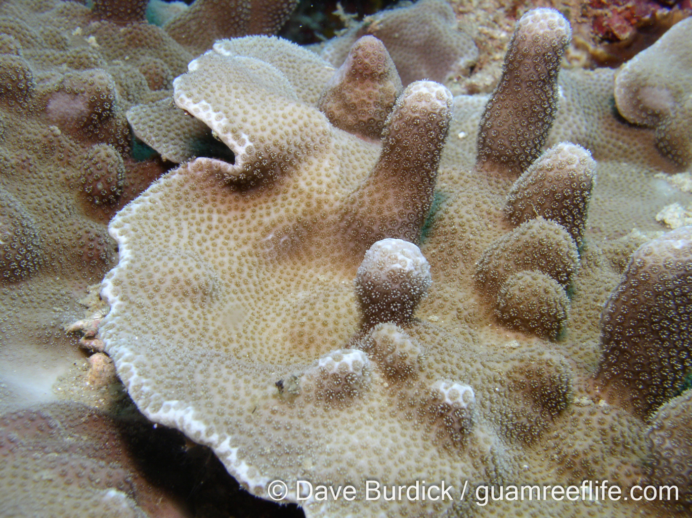 Porites cf. deformis