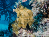 Porites cf. deformis (Wallis)