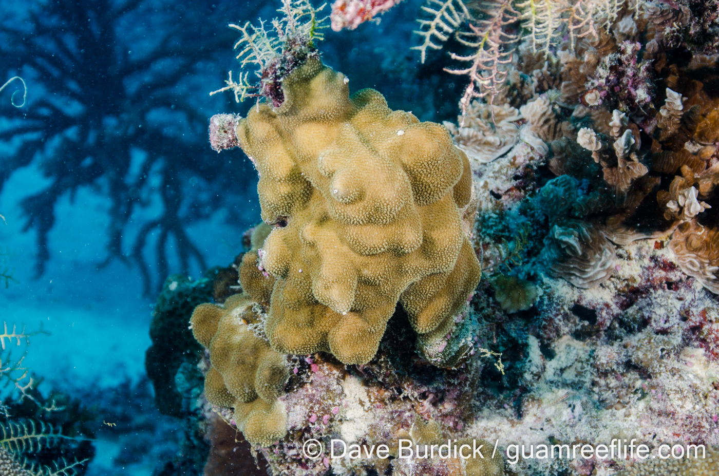 Porites cf. deformis (Wallis)