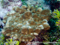 Porites cf. evermanni