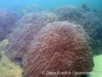 Porites cf. evermanni