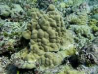 Porites cf. evermanni