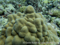 Porites cf. evermanni