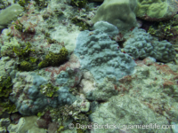 Porites cf. myrmidonensis