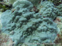 Porites cf. myrmidonensis