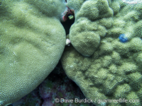 Porites cf. myrmidonensis (right)