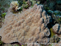 Porites cf. myrmidonensis (right)