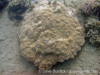 Porites cf. stephensoni