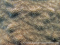 Porites cf. stephensoni