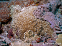 Porites cf. stephensoni