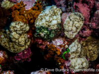Porites cf. vaughani (Wallis)