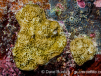 Porites cf. vaughani (Wallis)