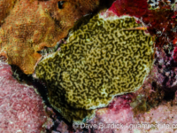 Porites cf. vaughani (Wallis)