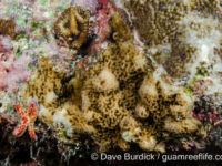 Porites cf. vaughani (Wallis)