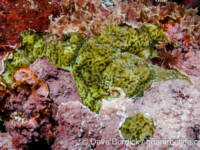 Porites cf. vaughani (Wallis)