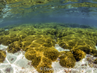 Porites cylindrica