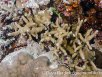 Porites cylindrica (Wallis)