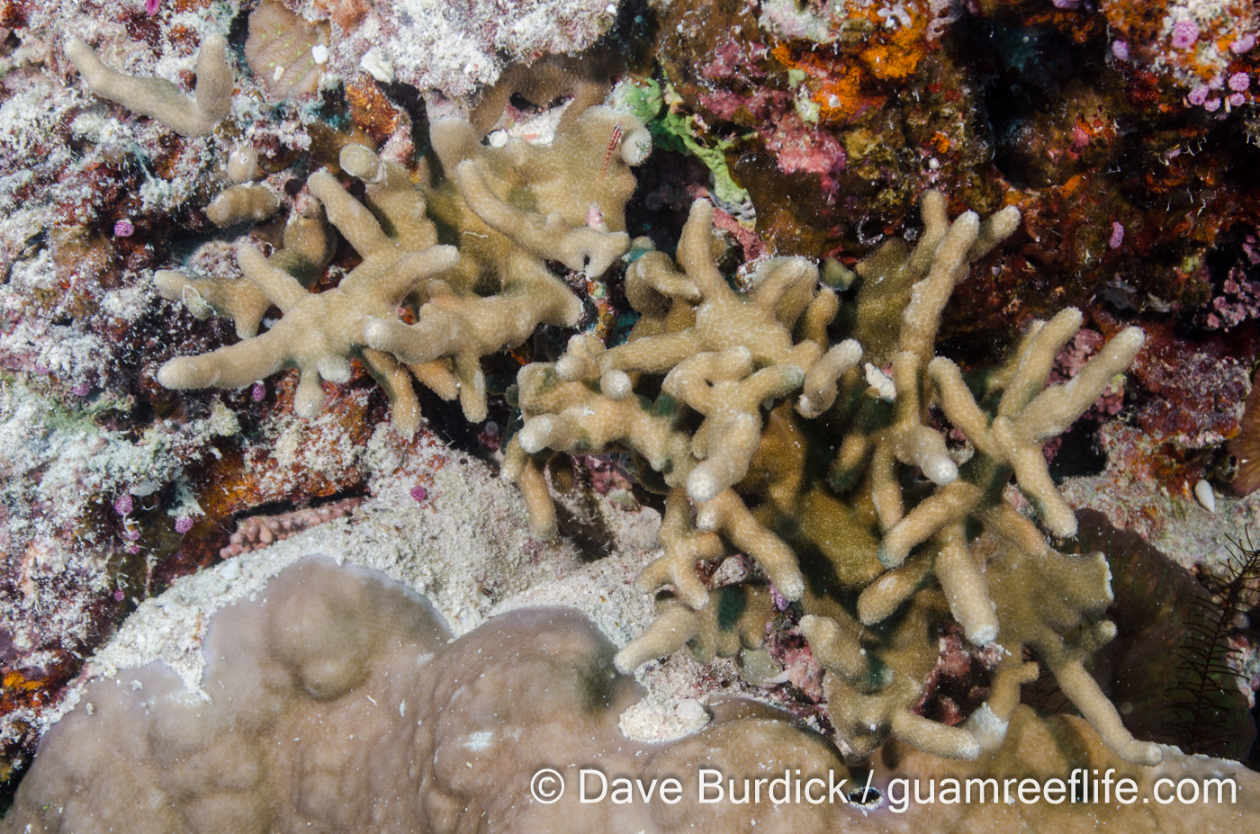 Porites cylindrica (Wallis)