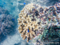 Porites cylindrica (Wallis)