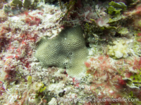 Porites densa